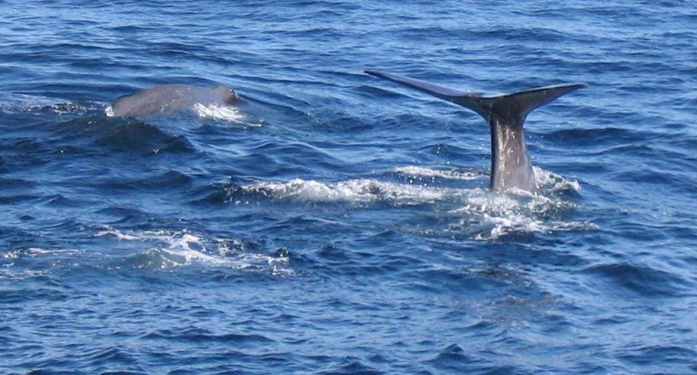 Vesteralen Lofoten Orcas und Pottwale Norwegen orca killerwal